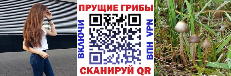 Галлюциногенные грибы MAGIC MUSHROOMS  Купить закладки  Кузнецк 